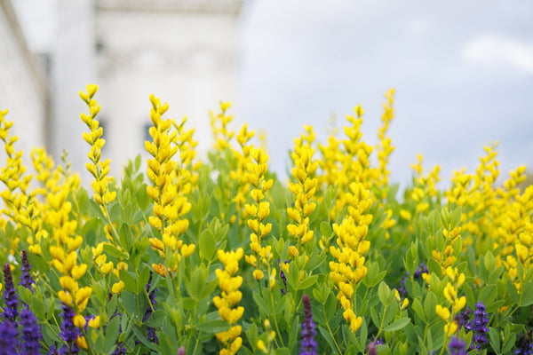 Yellow Wild Indigo Seeds