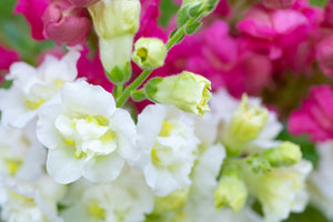 Madame Butterfly Snapdragon Seeds