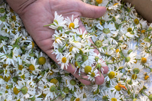 German Chamomile Seeds