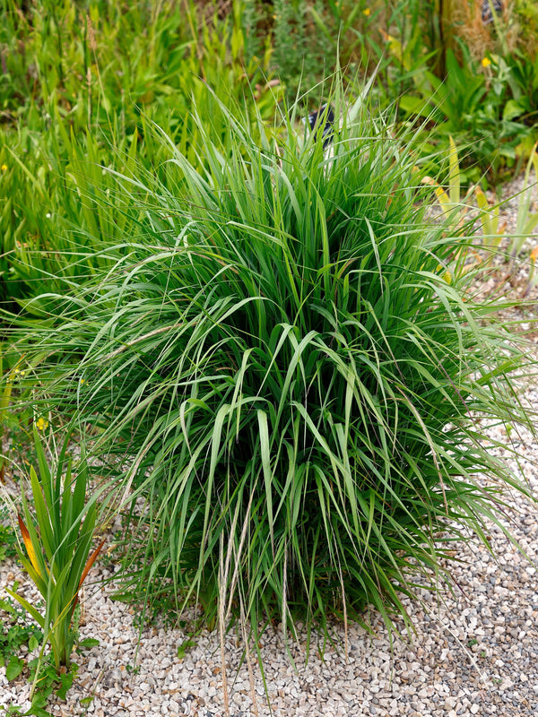 Switch Grass Seeds