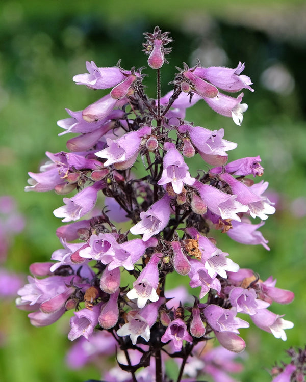 Calico Beardtongue Seeds