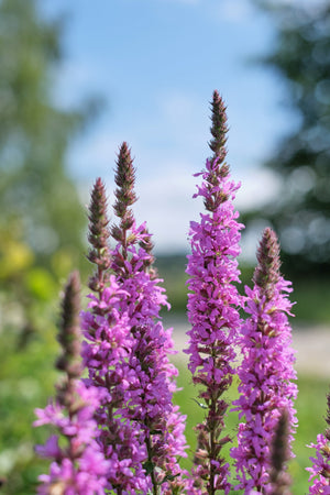 Winged Loosestrife Seeds