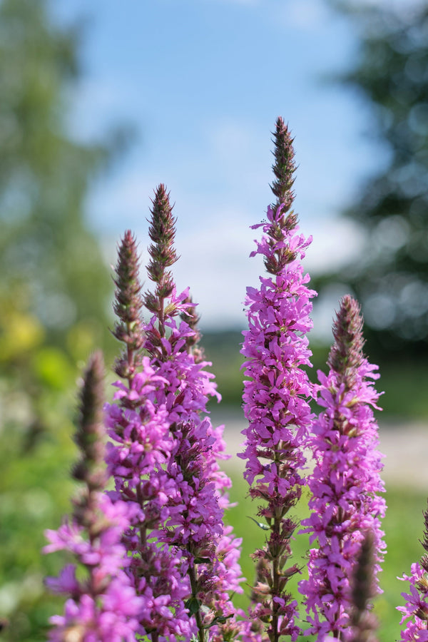 Winged Loosestrife Seeds
