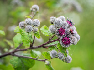 Great Burdock Seeds