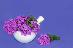 Buenos Aires Verbena Seeds