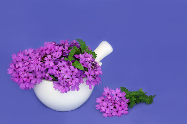 Buenos Aires Verbena Seeds