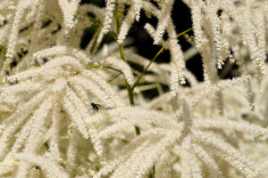 Goat's Beard Seeds