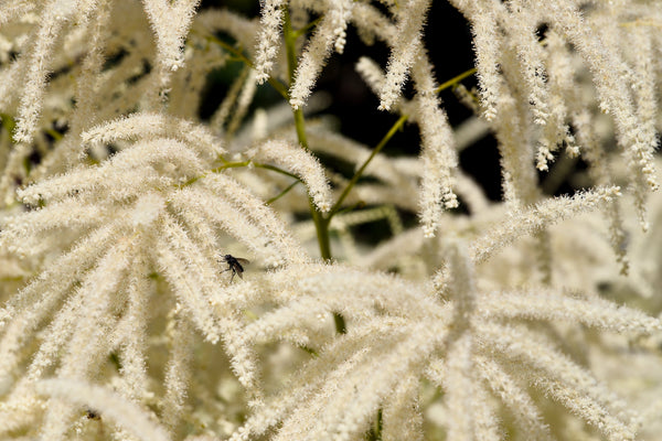 Goat's Beard Seeds