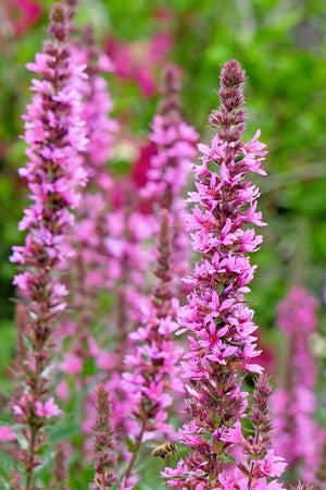 Winged Loosestrife Seeds