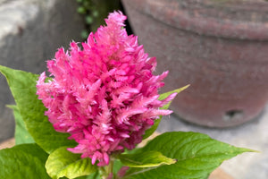 Celosia Pampas Plumes - Mix Seeds