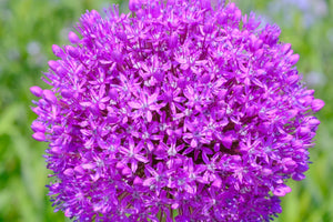Giant Allium Seeds
