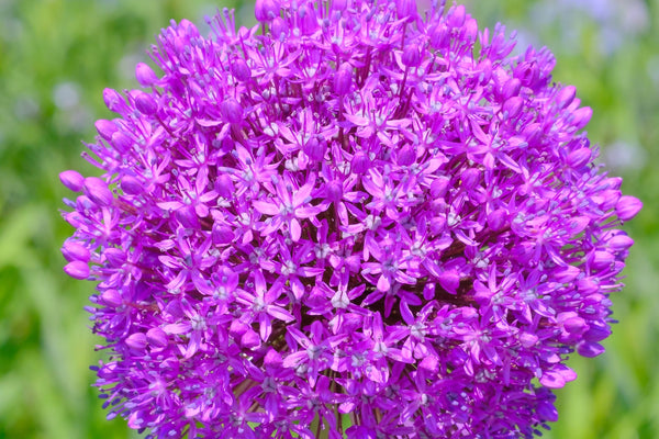 Giant Allium Seeds