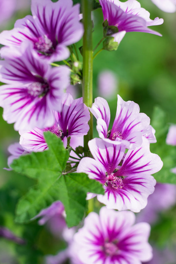 Zebra Mallow Seeds