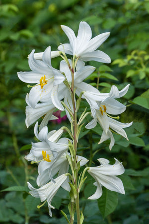 White Peach-Leafed Bellflower Seeds