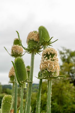 Fuller's Teasel Seeds