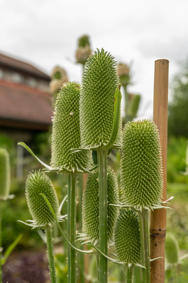 Fuller's Teasel Seeds