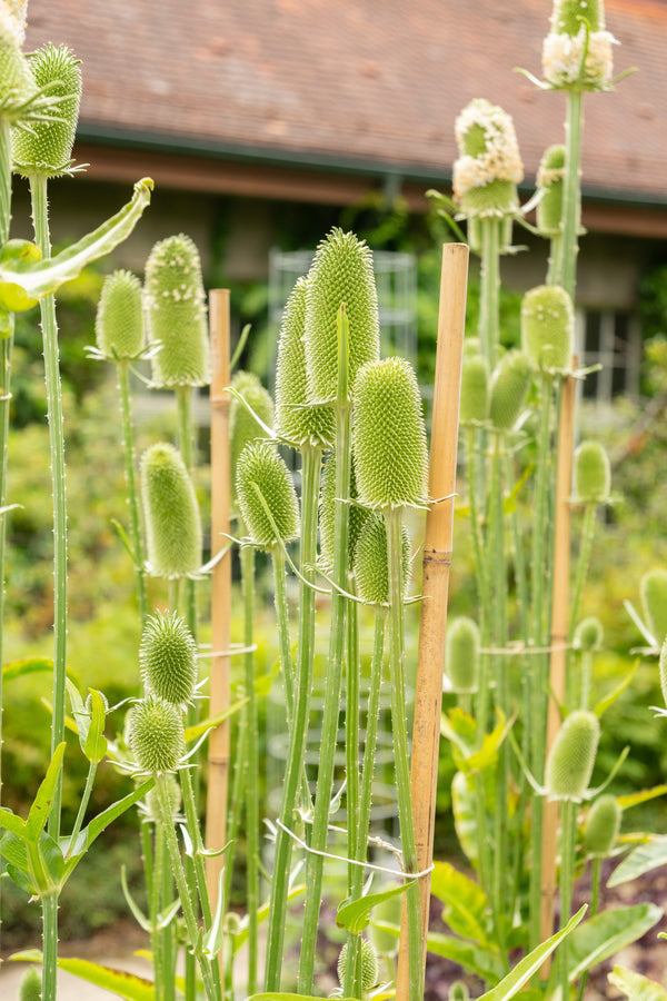 Fuller's Teasel Seeds