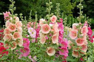 Peach Hollyhock Seeds