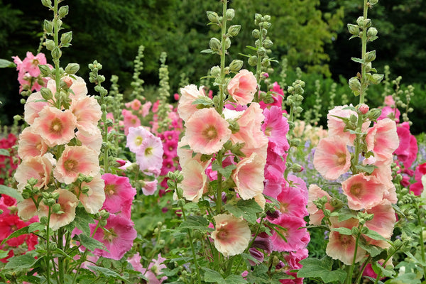 Peach Hollyhock Seeds
