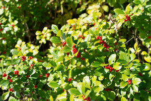 Winterberry Seeds