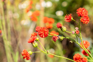 Lady's Paintbrush Tassel Flower Seeds