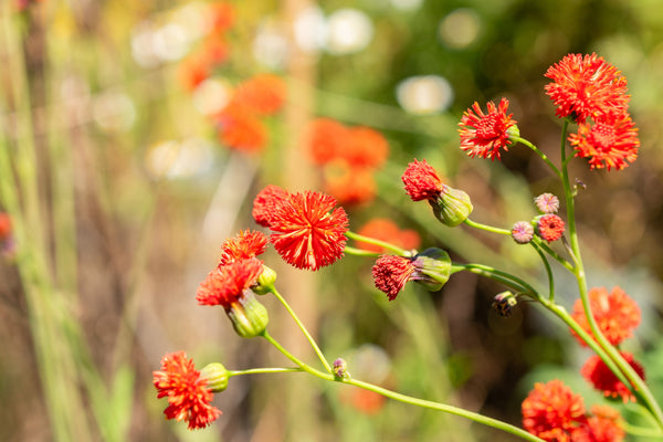 Lady's Paintbrush Tassel Flower Seeds