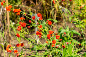 Lady's Paintbrush Tassel Flower Seeds
