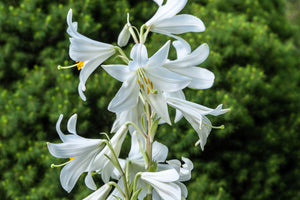 White Peach-Leafed Bellflower Seeds