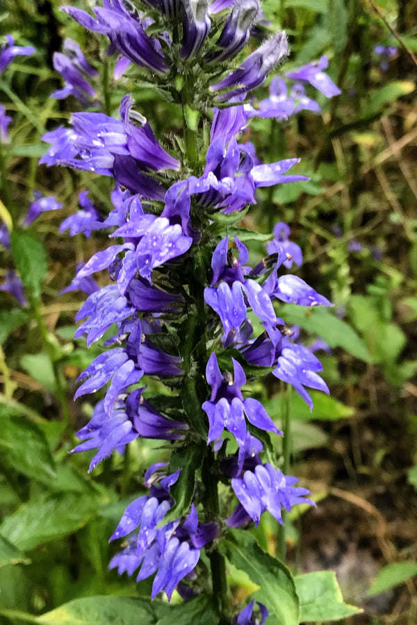Great Blue Lobelia Seeds
