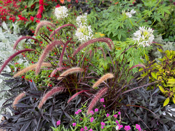 Chinese Fountain Grass Seeds