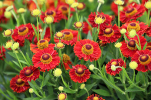 Helenium 'Autumn Leaves' Seeds