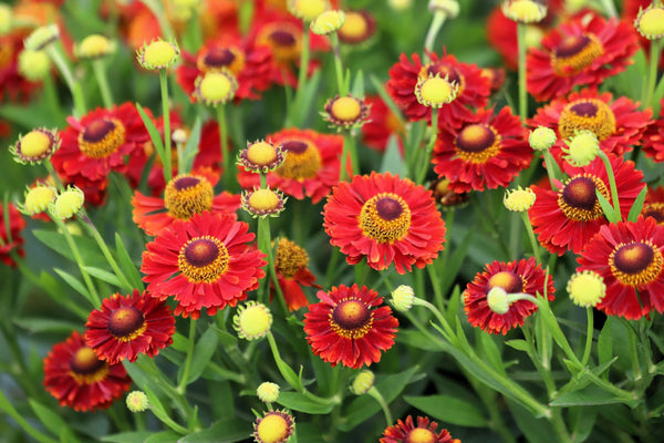 Helenium 'Autumn Leaves' Seeds