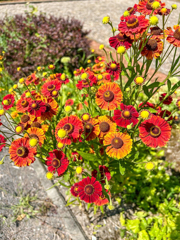 Helenium 'Autumn Leaves' Seeds