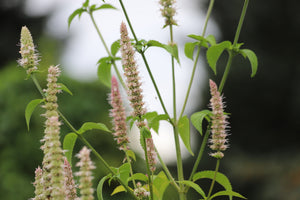 Yellow Giant Hyssop Seeds