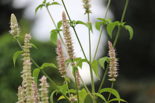 Yellow Giant Hyssop Seeds
