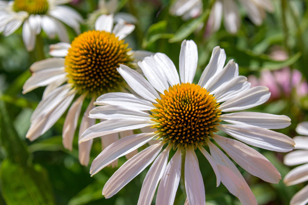 White Coneflower Seeds
