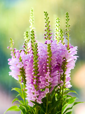Pink Showy Obedient Plant Seeds