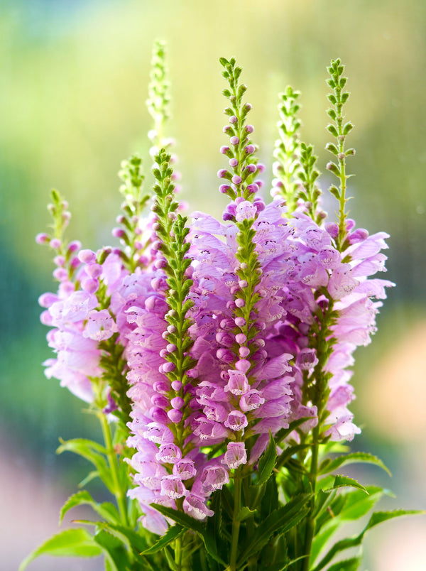 Pink Showy Obedient Plant Seeds