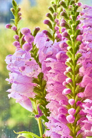 Pink Showy Obedient Plant Seeds