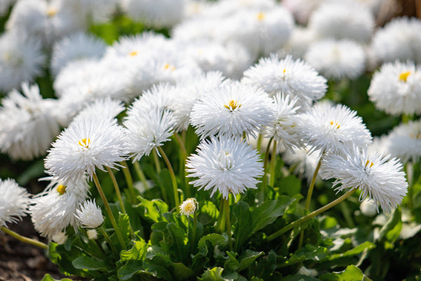 Dwarf White English Daisy Seeds