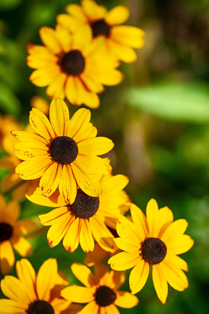 Brown Eyed Susan Seeds
