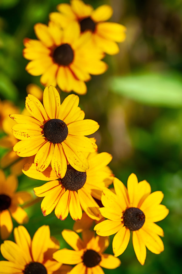 Brown Eyed Susan Seeds