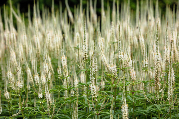 Culver's Root Seeds