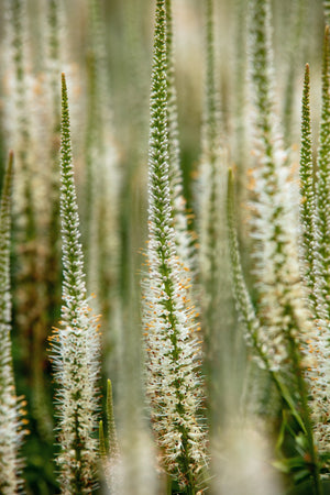 Culver's Root Seeds