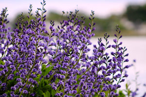 Blue Wild Indigo Seeds