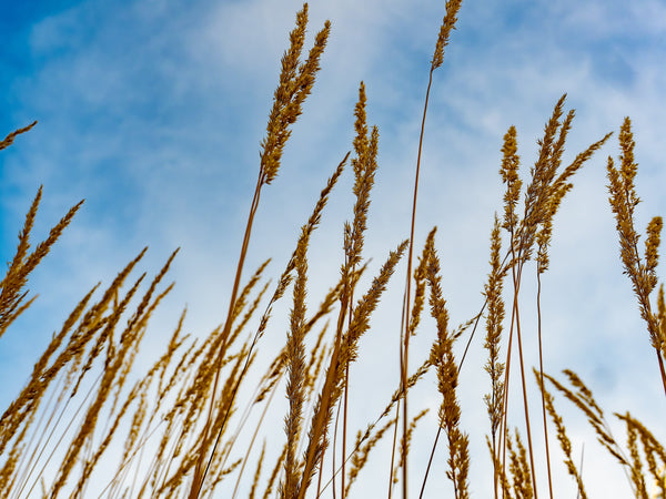 Indian Grass Seeds