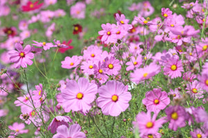 Dwarf Pink Cosmos Seeds