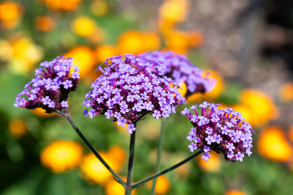 Buenos Aires Verbena Seeds