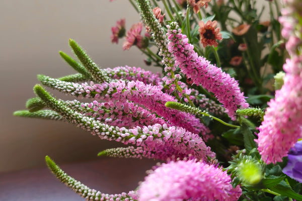 Pink Veronica Flower Seeds