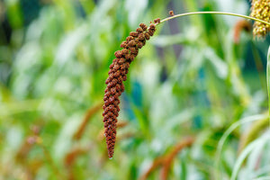 Red Jewel Millet Ornamental Grass Seeds